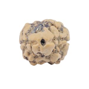 2 Mukhi Rudraksha 22.2mm 1.52gm - Rudraksha