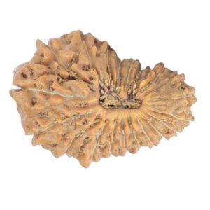 21 Mukhi Rudraksha 18.7mm 1.22gm - Rudraksha