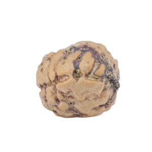 2 Mukhi Rudraksha 22.1mm 1.81gm - Rudraksha