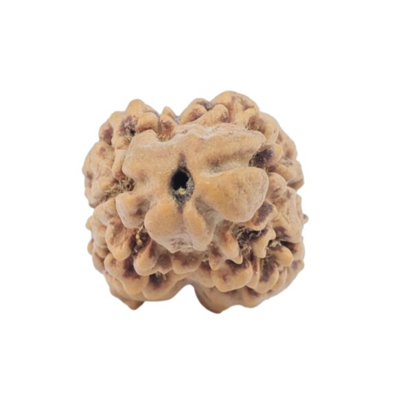 2 Mukhi Rudraksha 22.2mm 1.54gm - Rudraksha
