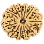 11 Mukhi Rudraksha 32.4mm 7.35gm - Rudraksha