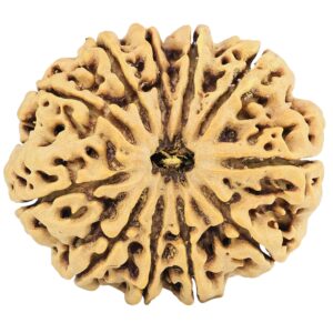 11 Mukhi Rudraksha 32.4mm 7.35gm - Rudraksha