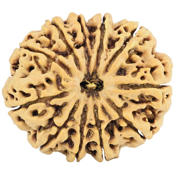11 Mukhi Rudraksha 32.4mm 7.35gm - Rudraksha