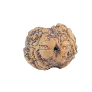2 Mukhi Rudraksha 19.4mm 1.39gm - Rudraksha