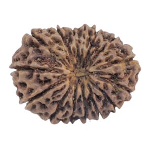 15 Mukhi Rudraksha 21.9mm 2.11gm - Rudraksha