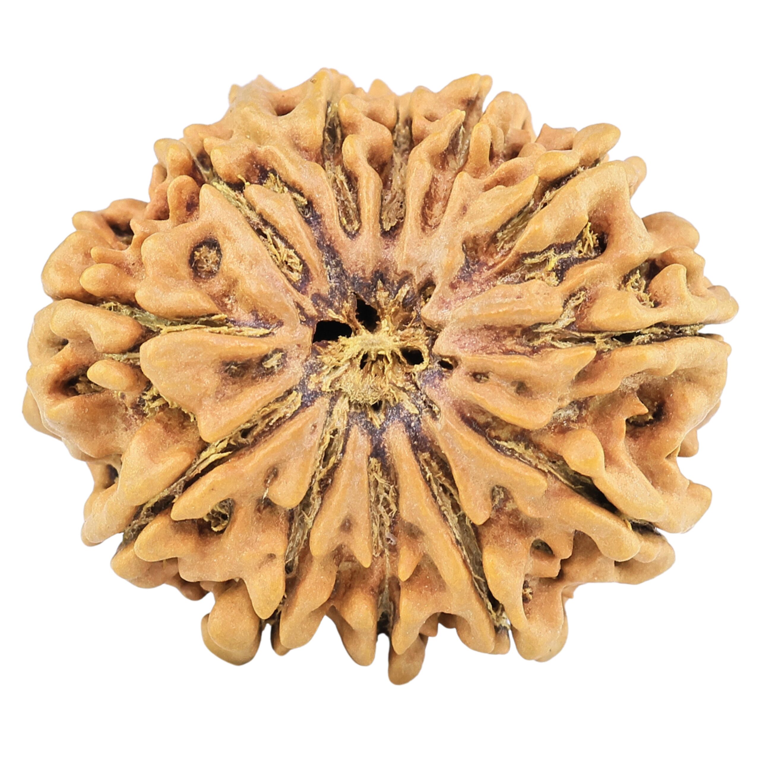 12 Mukhi Ganesh 30.1mm 5.93gm - Rudraksha