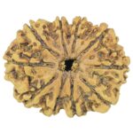 10 Mukhi Rudraksha 27.8mm 3gm - Rudraksha