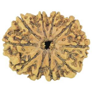 10 Mukhi Rudraksha 27.8mm 3gm - Rudraksha