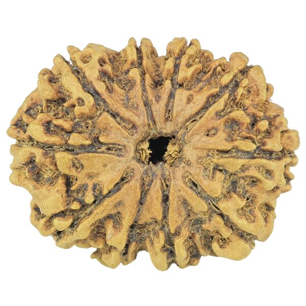 10 Mukhi Rudraksha 27.8mm 3gm - Rudraksha