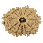 12 Mukhi Rudraksha 21.9mm 2.44gm - Rudraksha