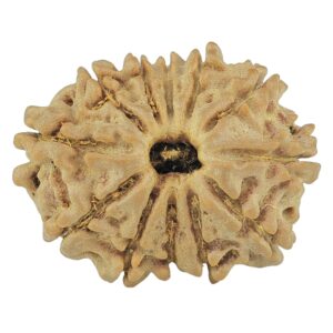 12 Mukhi Rudraksha 21.9mm 2.44gm - Rudraksha
