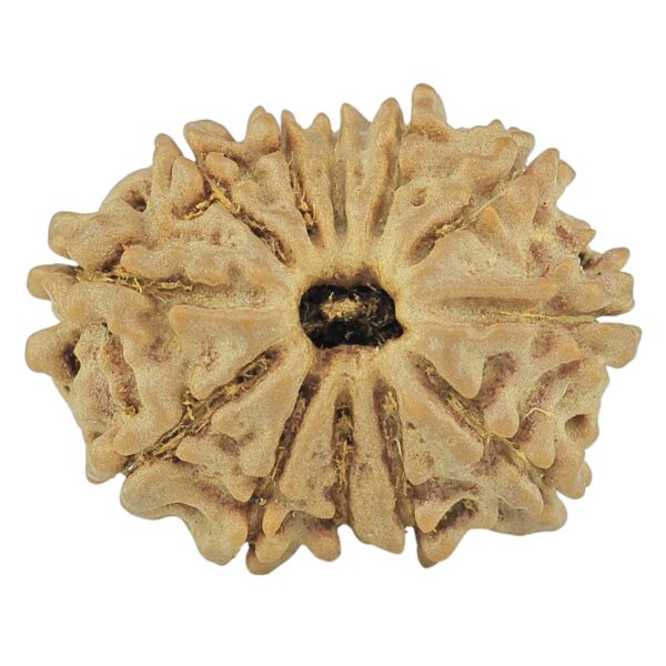 12 Mukhi Rudraksha 21.9mm 2.44gm - Rudraksha