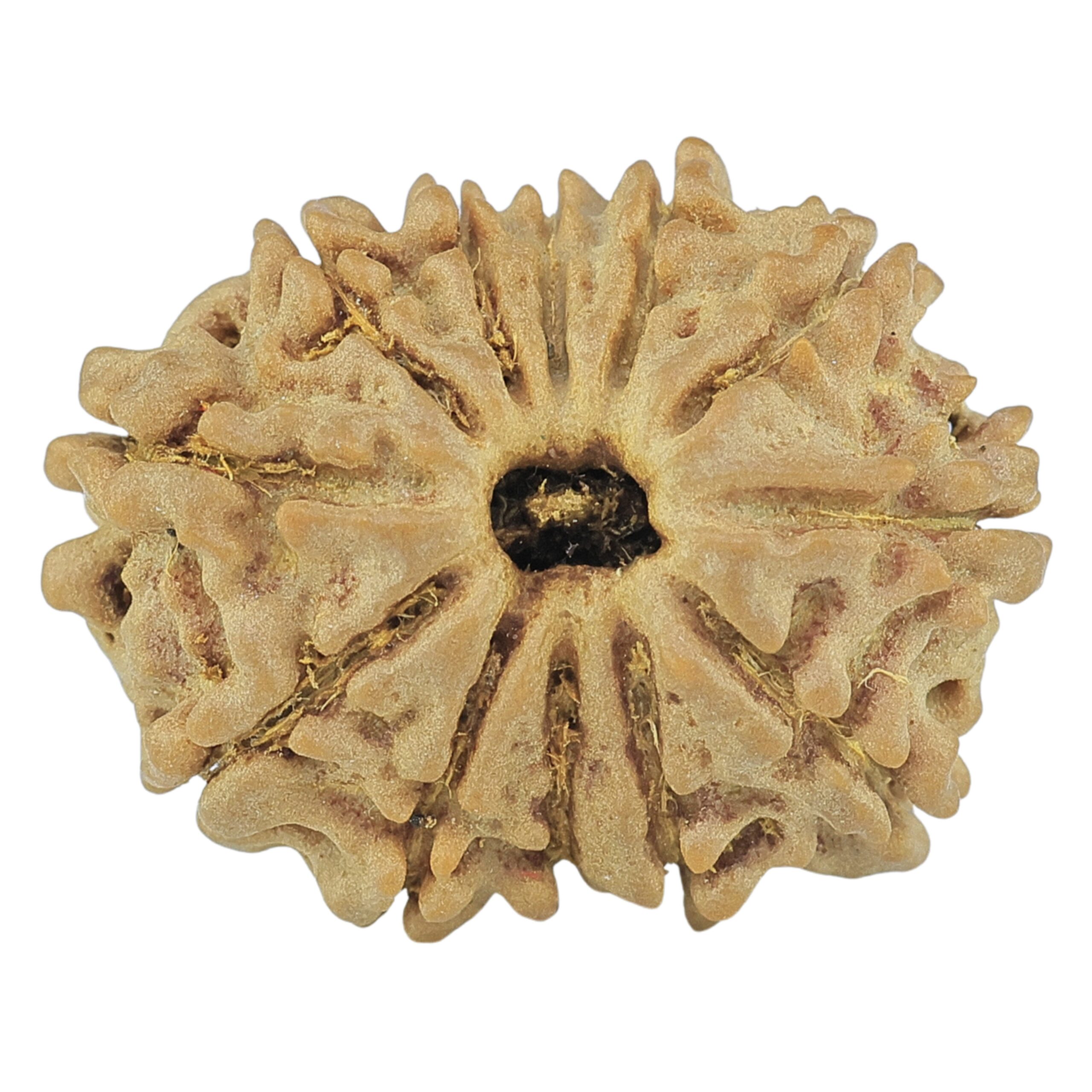 12 Mukhi Rudraksha 21.9mm 2.44gm - Rudraksha