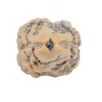 2 Mukhi Rudraksha 23.4mm 1.52gm - Rudraksha