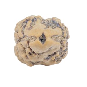 2 Mukhi Rudraksha 23.4mm 1.52gm - Rudraksha