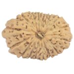 16 Mukhi Rudraksha 20.4mm 1.69gm - Origin: Indonesia - Rudraksha