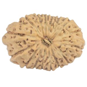 16 Mukhi Rudraksha 20.4mm 1.69gm - Origin: Indonesia - Rudraksha