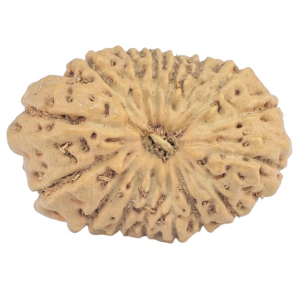 16 Mukhi Rudraksha 20.4mm 1.69gm - Origin: Indonesia - Rudraksha