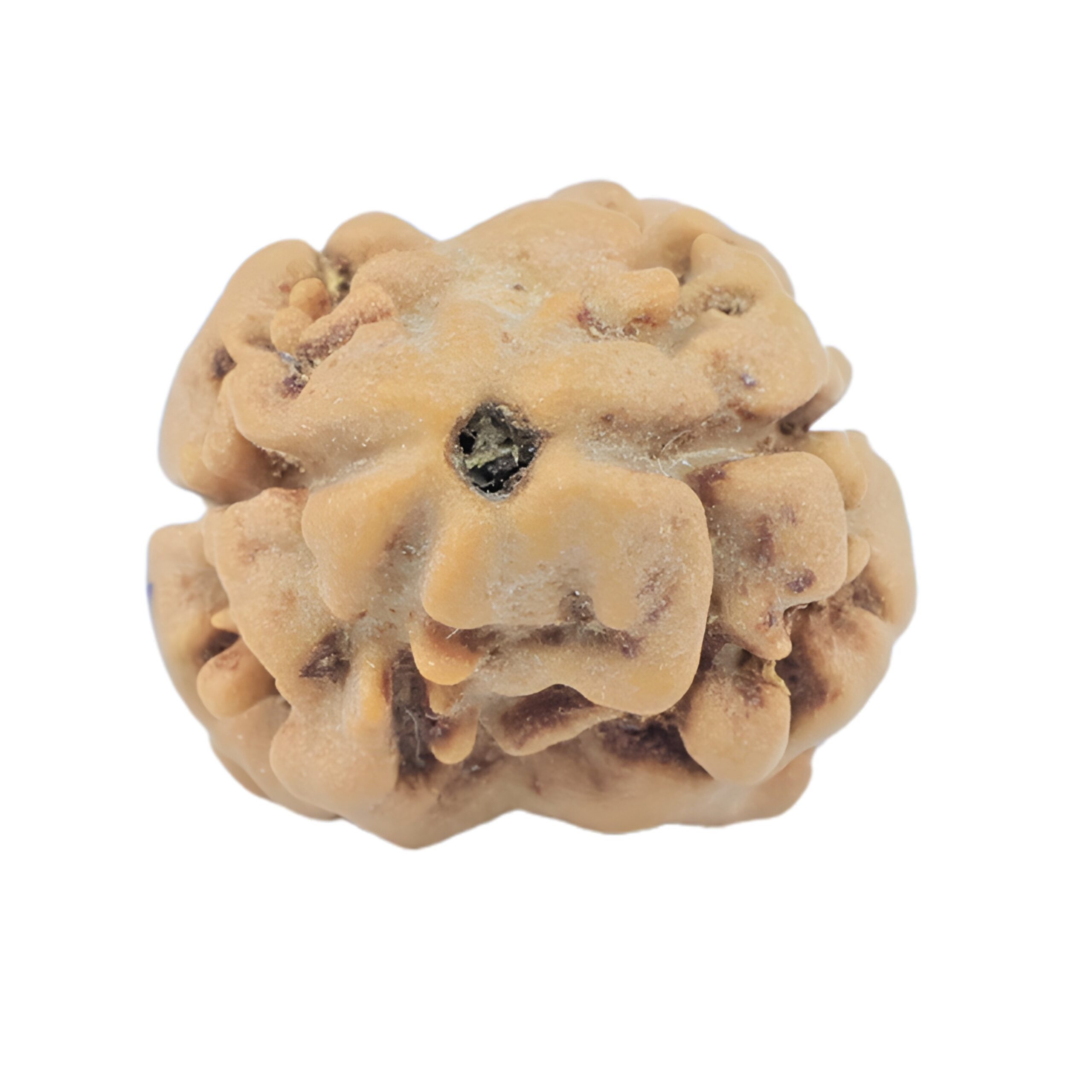 2 Mukhi Rudraksha 17.4mm 1.27gm - Rudraksha