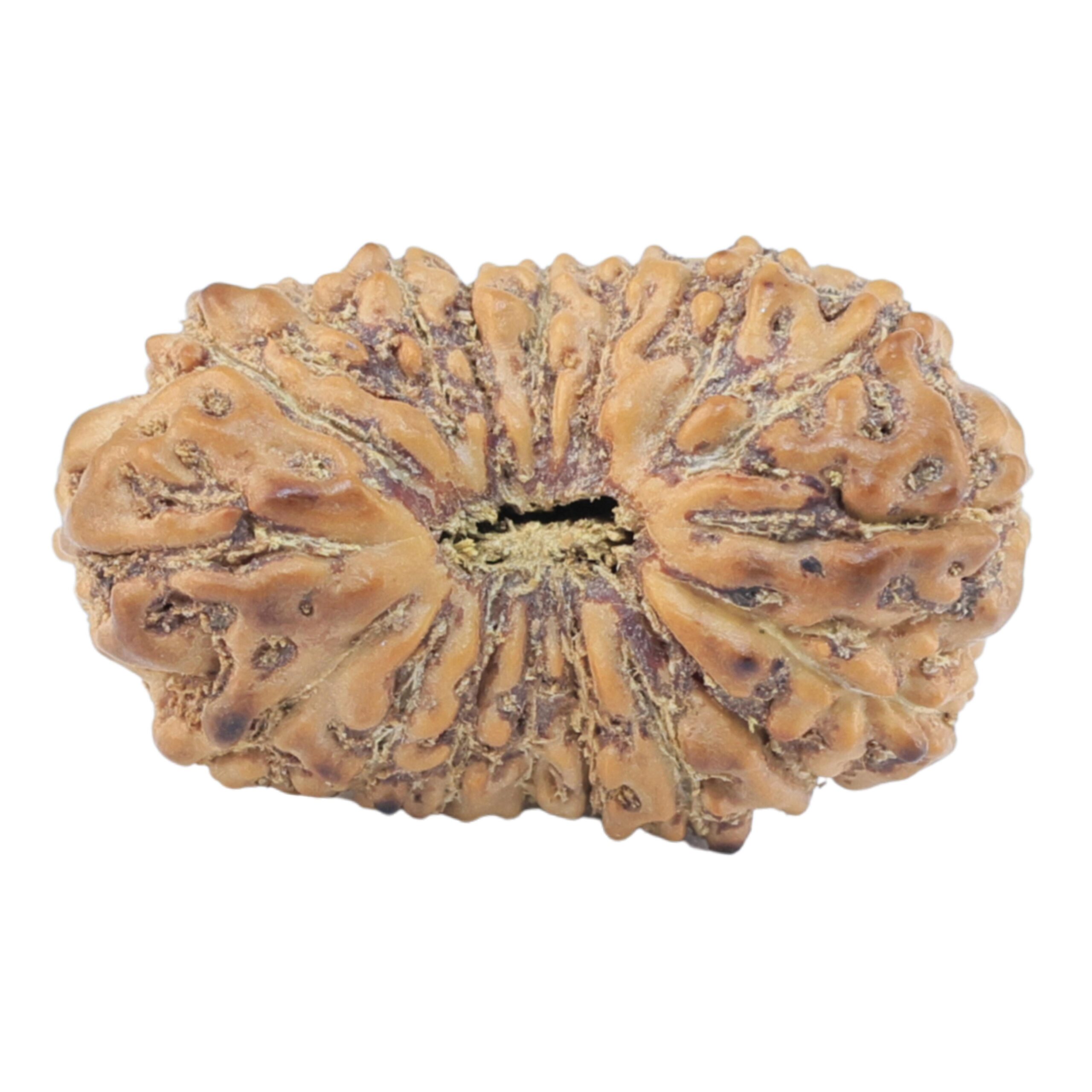 17 Mukhi Rudraksha 21.2mm 1.64gm - Rudraksha