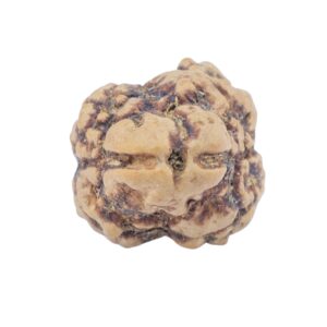 2 Mukhi Rudraksha 22.3mm 2gm - Rudraksha