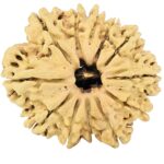 12 Mukhi Rudraksha 28.2mm 3.49gm - Rudraksha