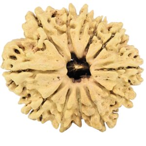 12 Mukhi Rudraksha 28.2mm 3.49gm - Rudraksha