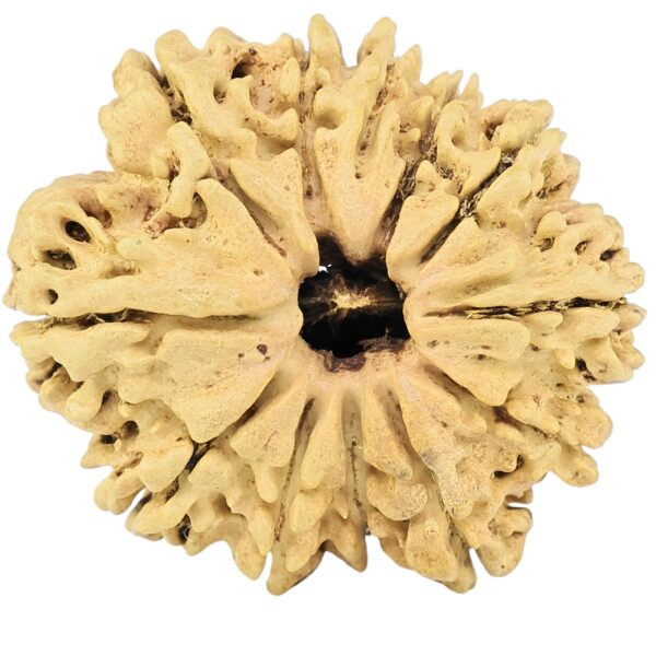12 Mukhi Rudraksha 28.2mm 3.49gm - Rudraksha
