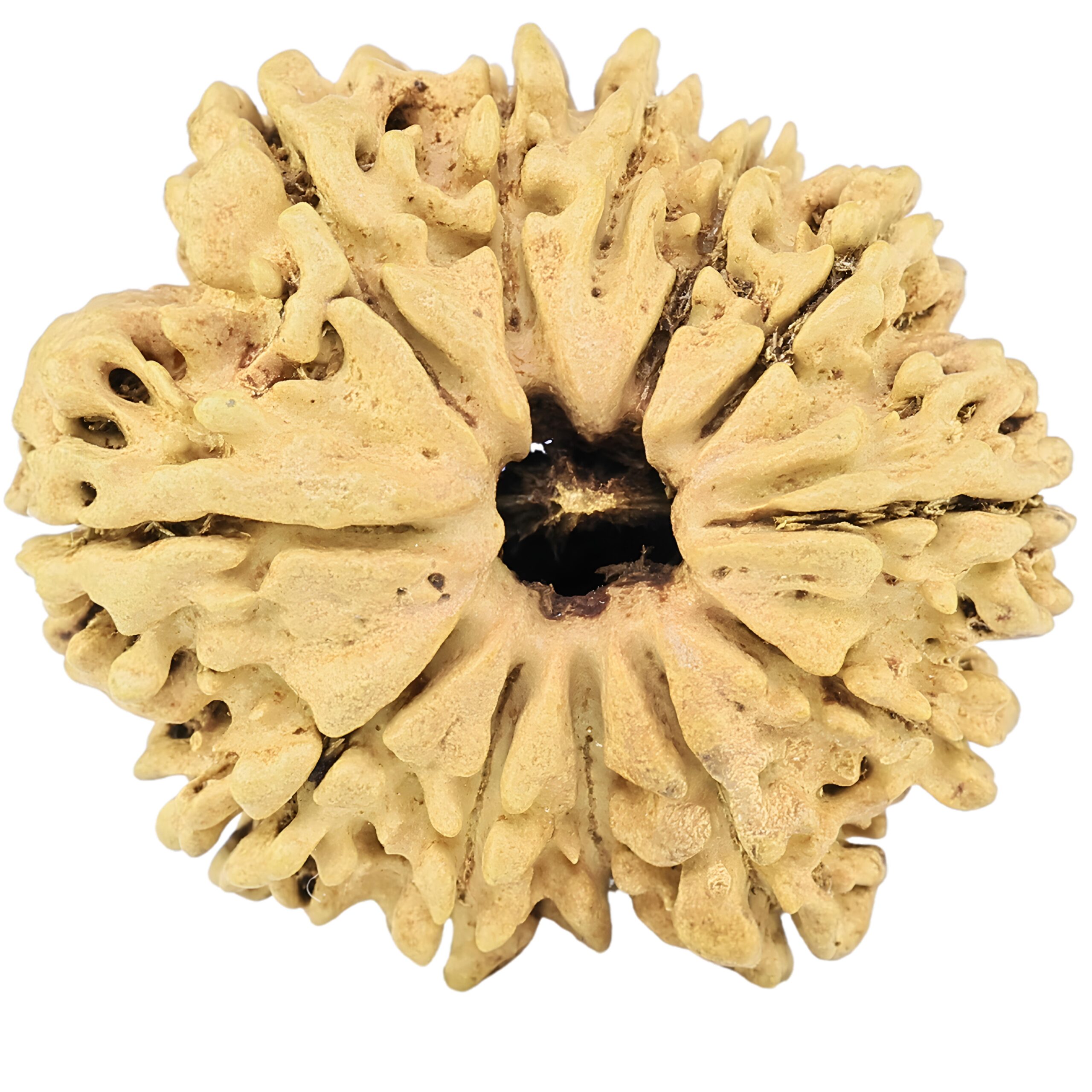 12 Mukhi Rudraksha 28.2mm 3.49gm - Rudraksha