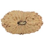 18 Mukhi Rudraksha 23.9mm 1.82gm - Rudraksha