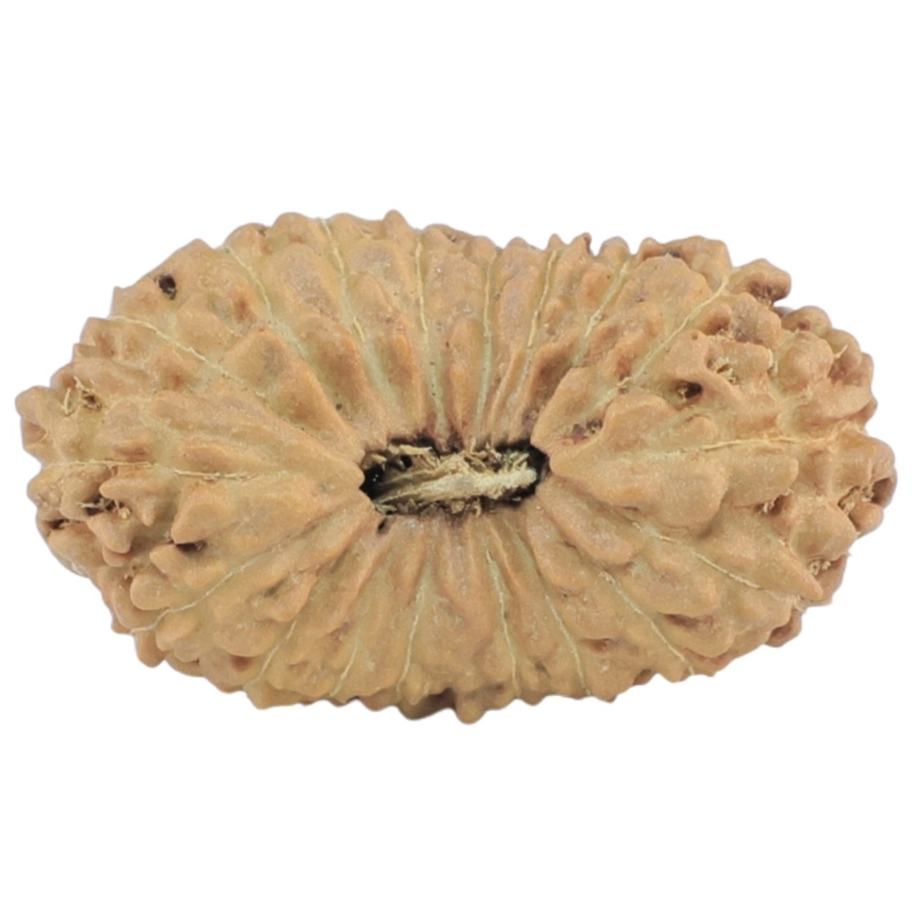 18 Mukhi Rudraksha 23.9mm 1.82gm - Rudraksha