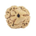 2 Mukhi Rudraksha 21mm 1.84gm - Rudraksha