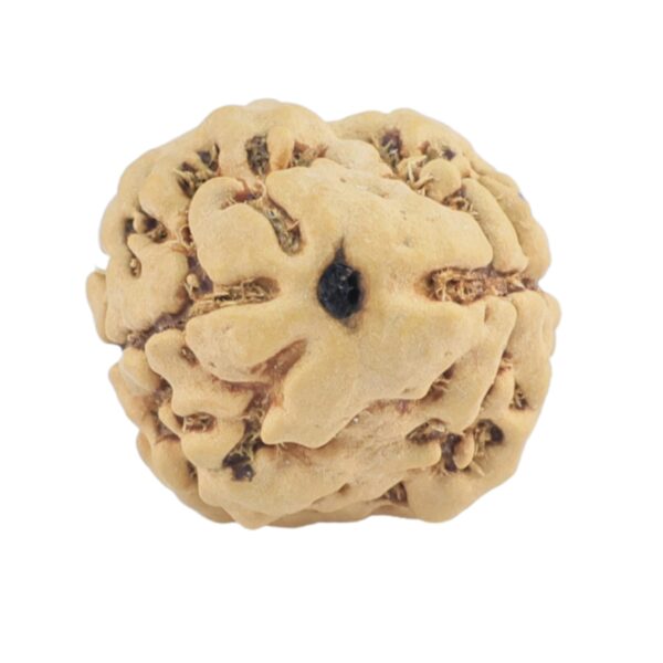 2 Mukhi Rudraksha 21mm 1.84gm - Rudraksha