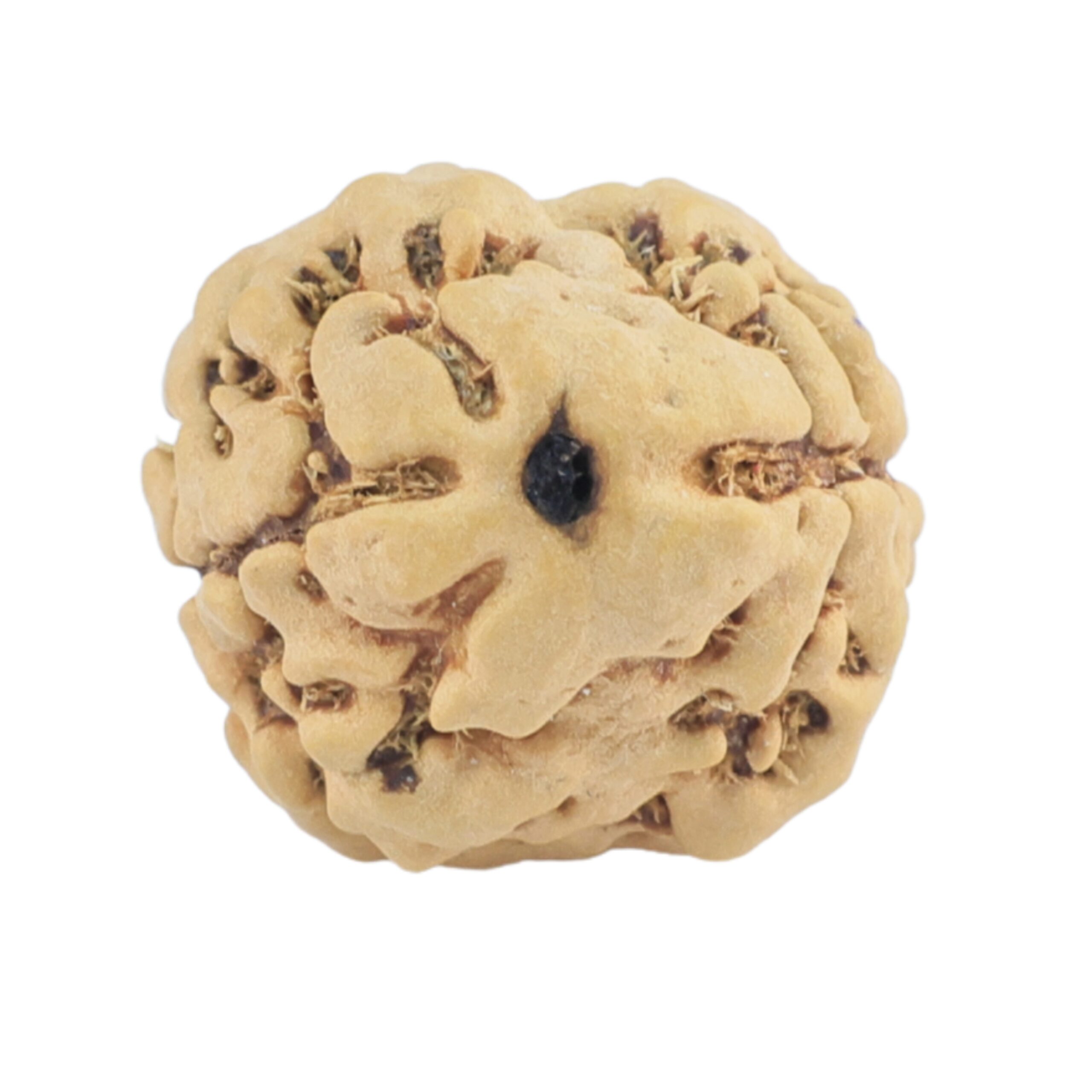 2 Mukhi Rudraksha 21mm 1.84gm - Rudraksha