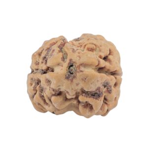 2 Mukhi Rudraksha 23.8mm 2.79gm - Rudraksha