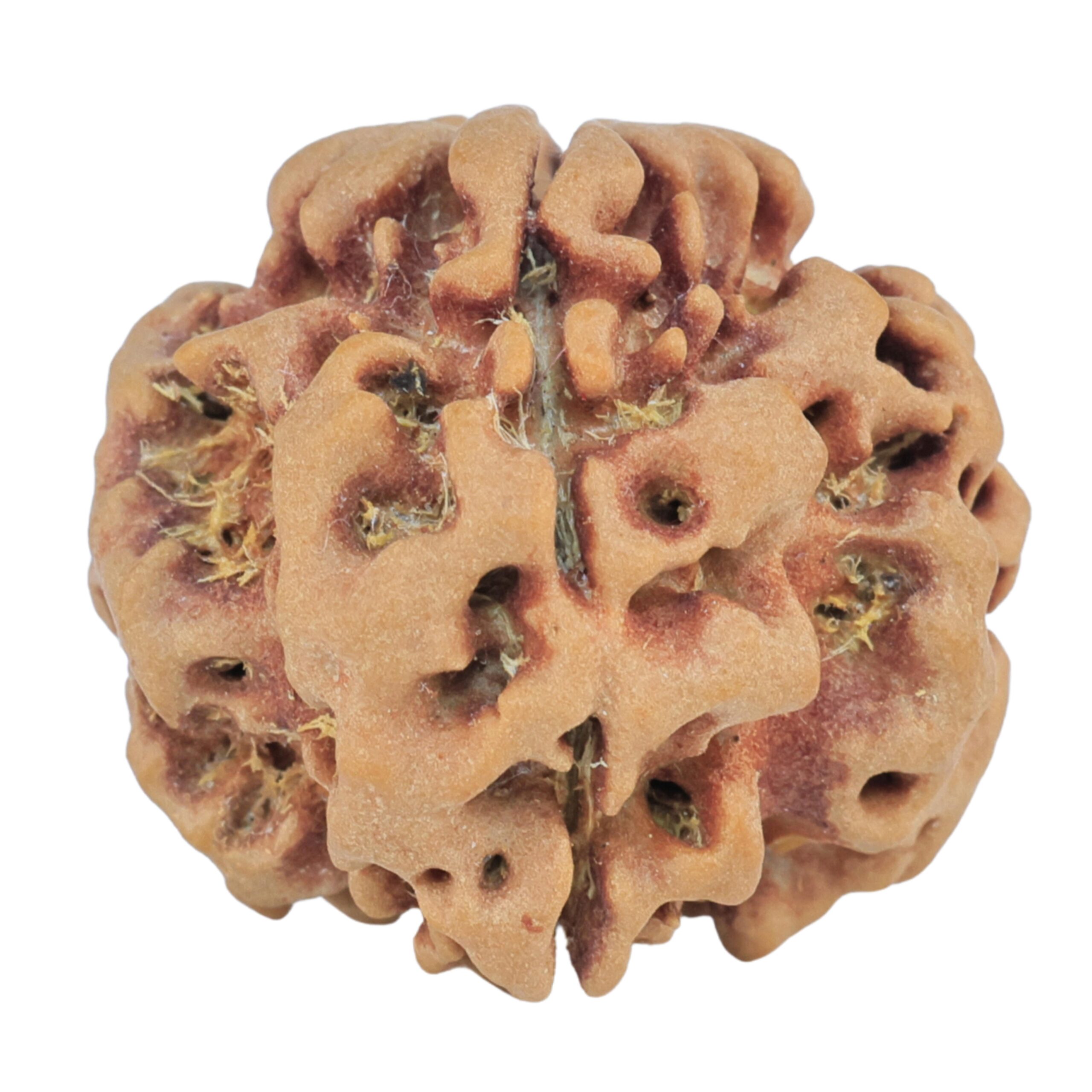 1MK(Underdeveloped) 22.6mm 3.89gm - Rudraksha