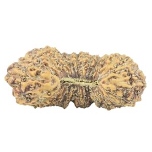 27 Mukhi Rudraksha 23.8mm 1.39gm - Rudraksha