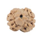 2 Mukhi Rudraksha 17.7mm 1.29gm - Rudraksha