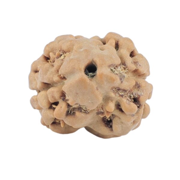 2 Mukhi Rudraksha 17.7mm 1.29gm - Rudraksha