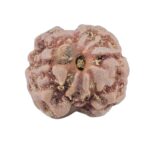 2 Mukhi Rudraksha 16.1mm 1.48gm - Rudraksha