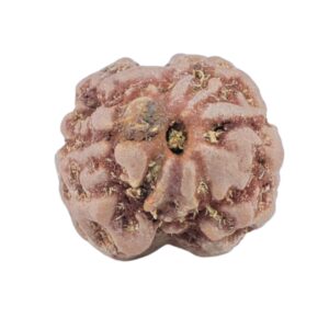 2 Mukhi Rudraksha 16.1mm 1.48gm - Rudraksha