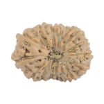 15 Mukhi Rudraksha 19.2mm 1.44gm - Rudraksha