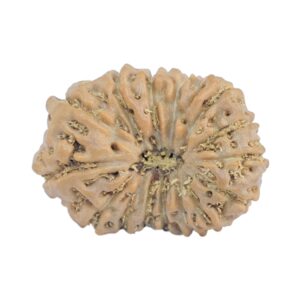 15 Mukhi Rudraksha 19.2mm 1.44gm - Rudraksha