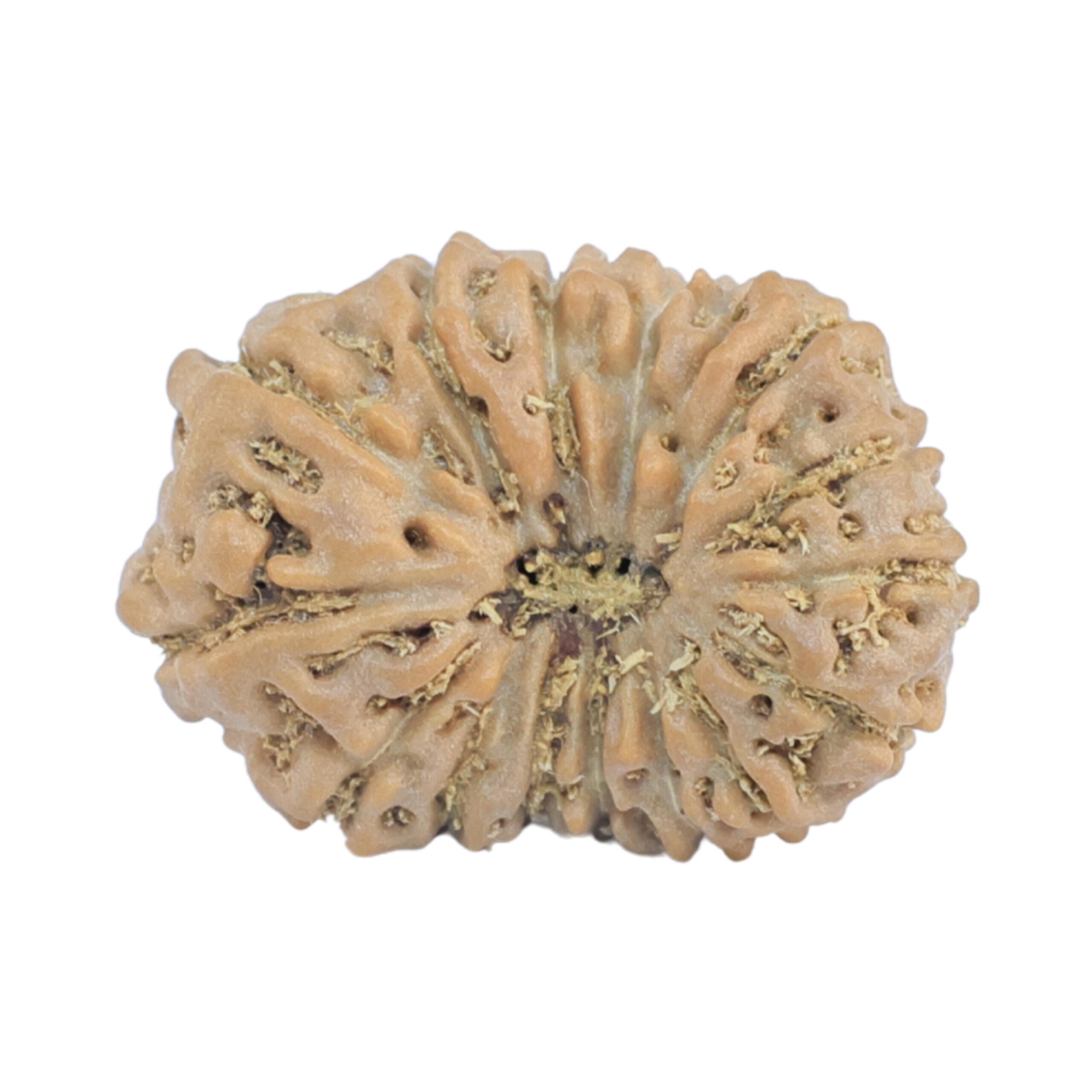 15 Mukhi Rudraksha 19.2mm 1.44gm - Rudraksha