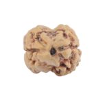 2 Mukhi Rudraksha 22.3mm 1.78gm - Rudraksha