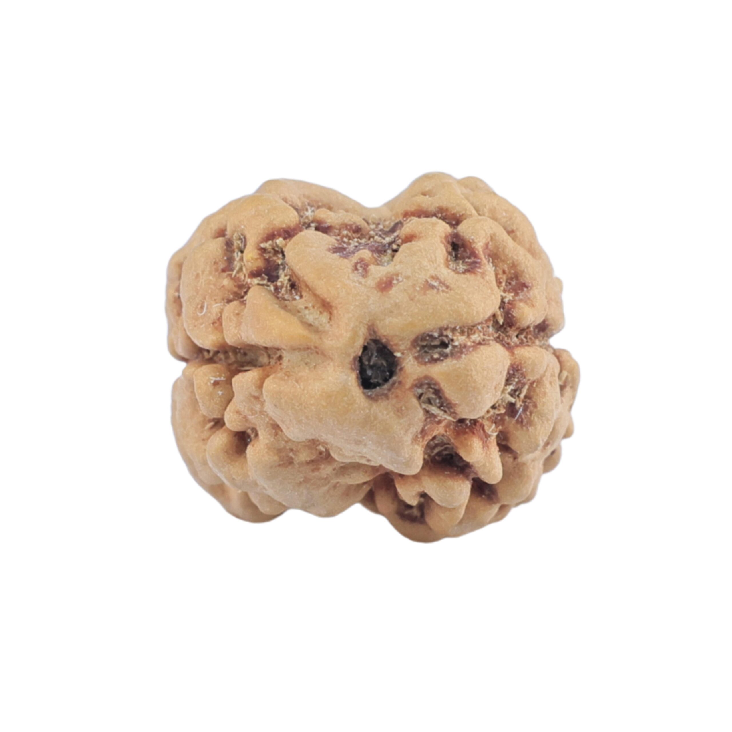 2 Mukhi Rudraksha 22.3mm 1.78gm - Rudraksha