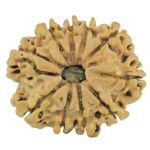 10 Mukhi Rudraksha 24.3mm 2.8gm - Rudraksha
