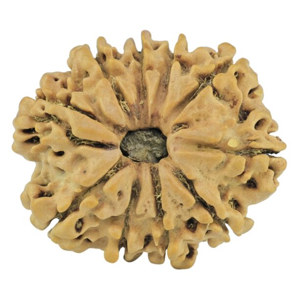 10 Mukhi Rudraksha 24.3mm 2.8gm - Rudraksha