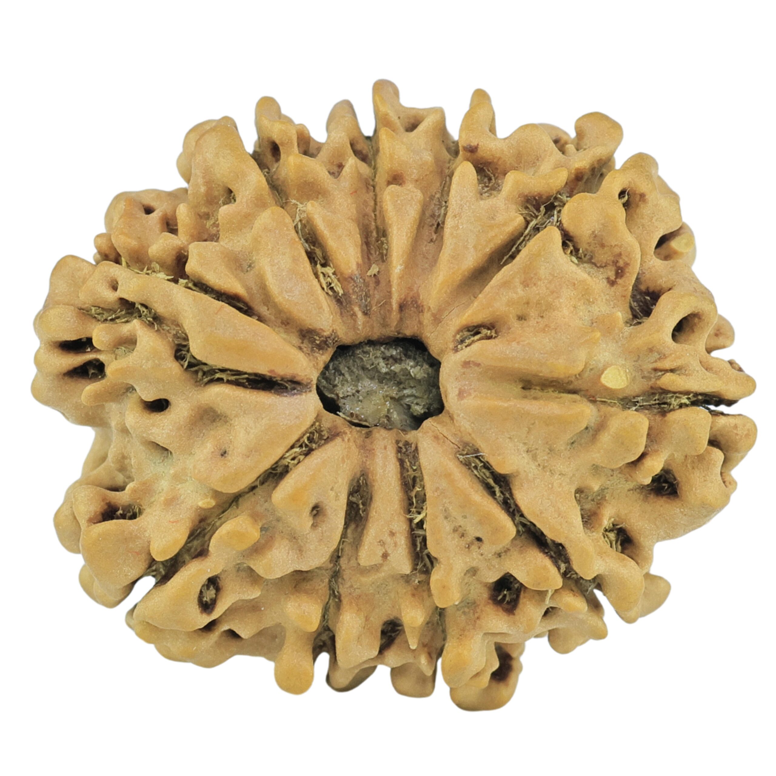 10 Mukhi Rudraksha 24.3mm 2.8gm - Rudraksha