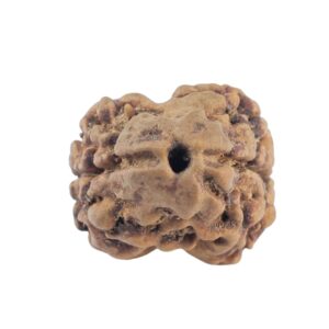 2 Mukhi Rudraksha 20.5mm 1.52gm - Rudraksha